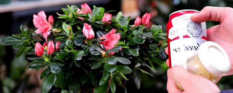 啤酒能浇花吗稀释后可以浇花(图1)