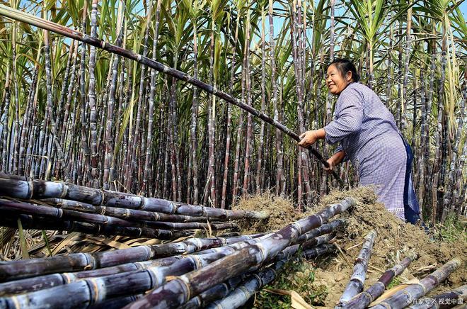 广西是中国的糖罐子吗？甘蔗一吨才500多元为啥广西还种那么多(图10)