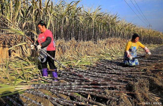 广西是中国的糖罐子吗？甘蔗一吨才500多元为啥广西还种那么多(图11)
