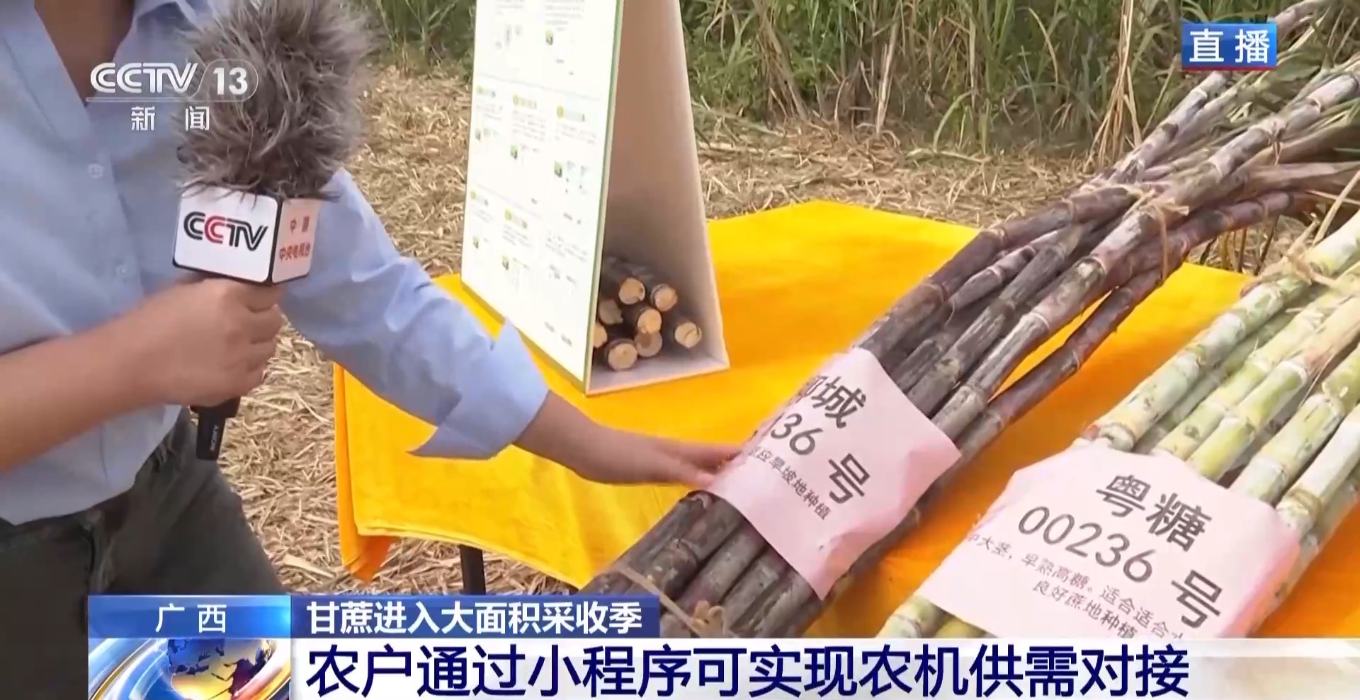 从“榨糖”到“超级电容” 揭秘广西甘蔗的甜蜜产业链(图3)