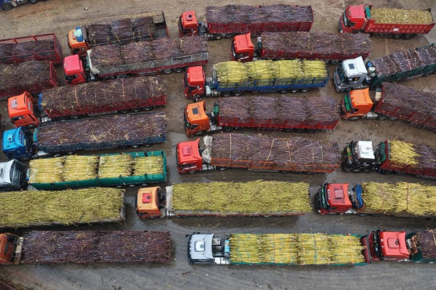 化州“最暖糖厂”无限量收购滞销果蔗牵动全产业链应急接力(图1)